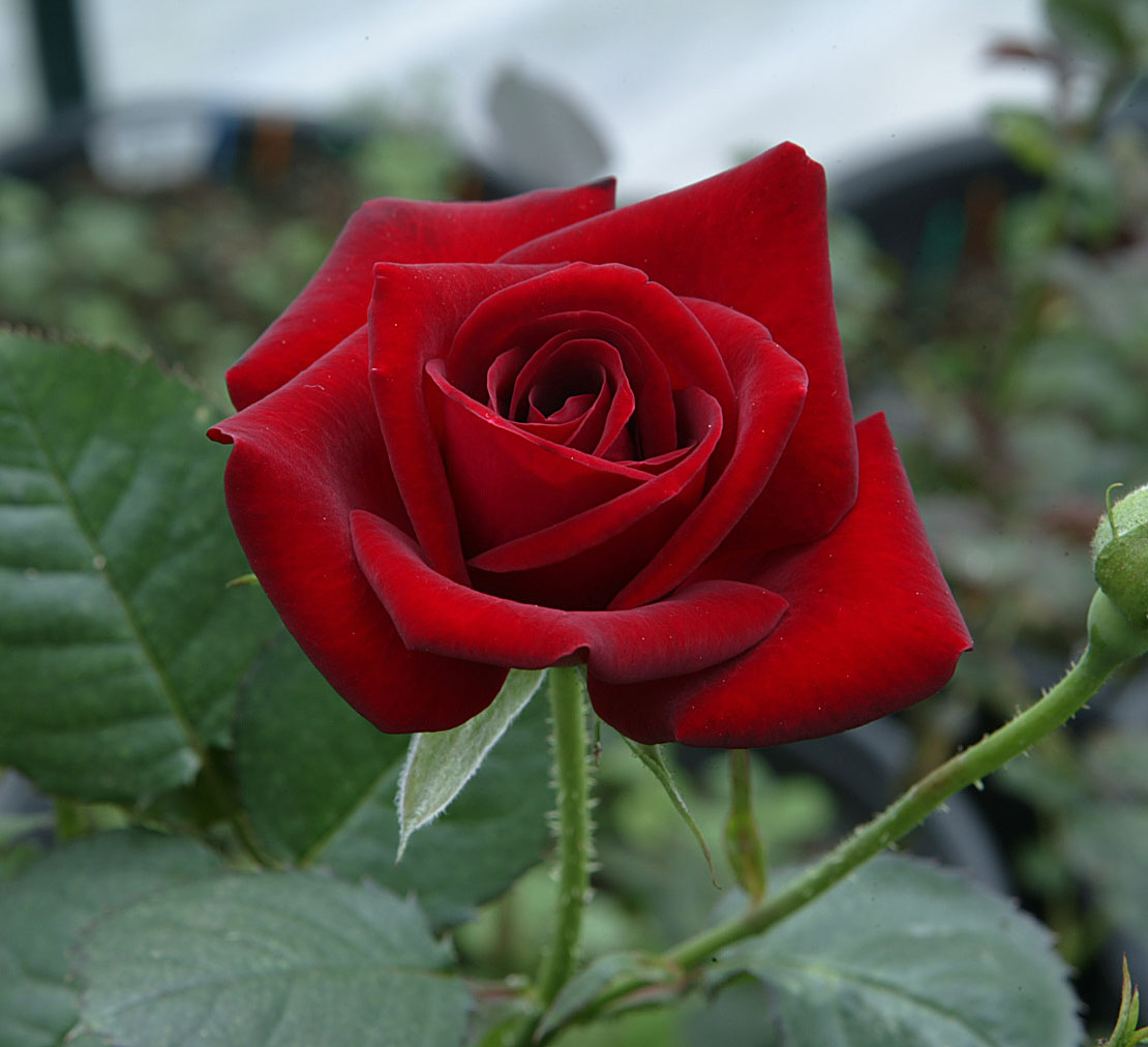 Welcome | CCRS Rare and Unusual Rose Plant Auction